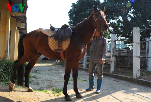 A tour of the biggest horse farm in the north - ảnh 9